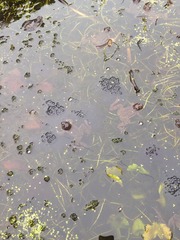 Ponds and frogs galore