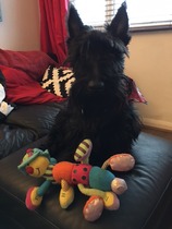 Kong Ballistic Ears Elephant toy - Don't Buy!