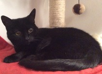 Black Cat Appreciation Thread