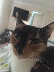 How many cats does everyone have?