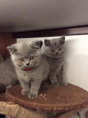 HELP Names for new kittens (British Blue Shorthairs)