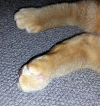 Cat not putting any weight on paw - abscess?