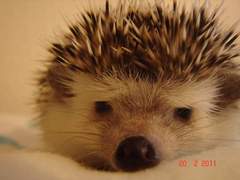 to not buy DD a pet I'm scared of?