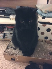 Cat's facial expressions :)