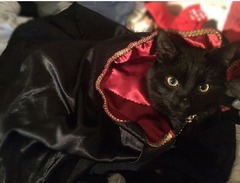 Black Cat Appreciation Thread