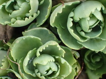 Daily Gratitudes 2016