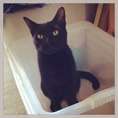 Black Cat Appreciation Thread