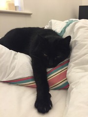 Miaowing constantly