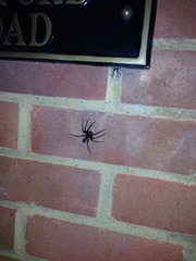 To want my front door back? **Warning: spider pictures from the outset!** title edited by MNHQ