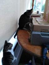 Tell us your stories about choosing a pet for a chance to win a £100 voucher for a pet shop of your choice