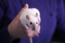 Get your rat[s] out!