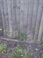 When to prune climbing rose?