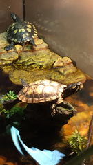 Tell us your stories about choosing a pet for a chance to win a £100 voucher for a pet shop of your choice