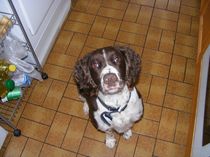 Tell us your stories about choosing a pet for a chance to win a £100 voucher for a pet shop of your choice