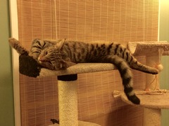 Risk of cat getting stolen?