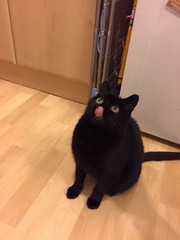 Cat's facial expressions :)