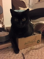 Miaowing constantly