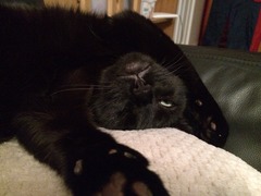 Black Cat Appreciation Thread