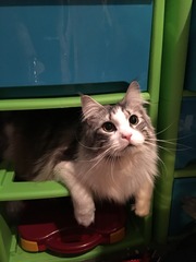Tell me about your maine coons