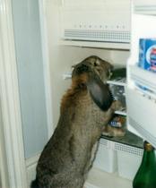 Tell us your stories about choosing a pet for a chance to win a £100 voucher for a pet shop of your choice