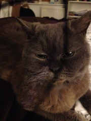 What breed is this cat?