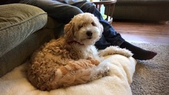 Preparing for our new Rescue Dog - anything else?