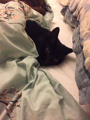 Miaowing constantly