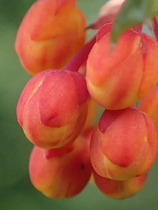 Daily Gratitudes 2016