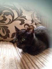 I didn't know a cat could be so much a part of the family!