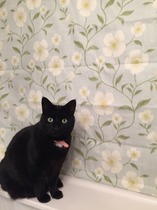 Black Cat Appreciation Thread