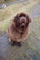 Tell us your stories about choosing a pet for a chance to win a £100 voucher for a pet shop of your choice