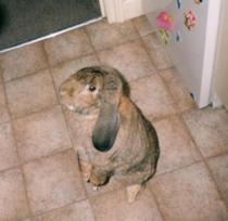 Tell us your stories about choosing a pet for a chance to win a £100 voucher for a pet shop of your choice