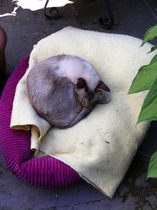 To categorically refuse to allow the cat in the bedrooms
