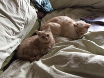 How long before cat gets used to kitten?