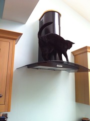 Black Cat Appreciation Thread