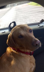 Forever home wanted...