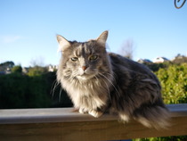 Tell me about your maine coons