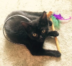 Black Cat Appreciation Thread