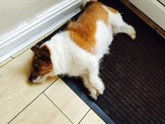 So ashamed that I've let him get this fat!