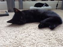 Black Cat Appreciation Thread