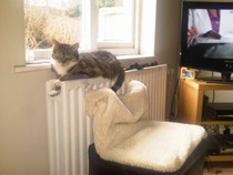 Should I be worried - one young cat not growing
