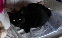To adopt a cat (again)?