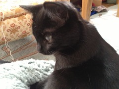 Black Cat Appreciation Thread