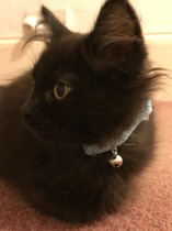 One of my kittens is already addicted to Mumsnet!