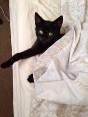 I didn't know a cat could be so much a part of the family!