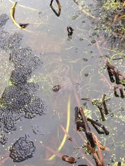Ponds and frogs galore
