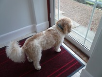 Overweight dog