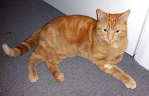 Cat not putting any weight on paw - abscess?