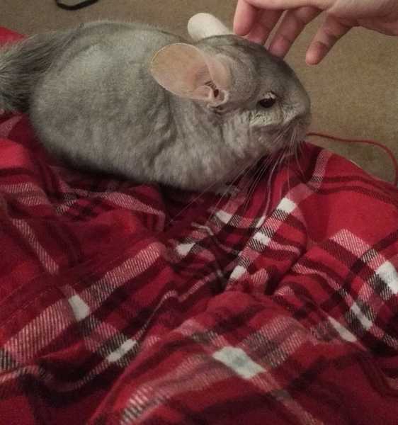 November 2016. Hoping for sticky ones!!!