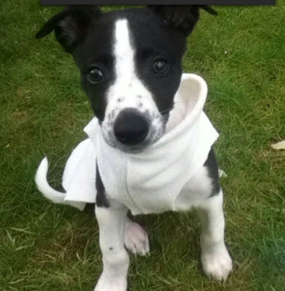 Shit, I have somehow acquired a puppy...